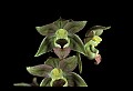 01166-00012-Helleborine, Epipactis helleborine.jpg