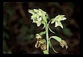 01166-00013-Helleborine, Epipactis helleborine.jpg