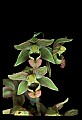 01166-00014-Helleborine, Epipactis helleborine.jpg