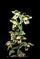 01166-00015-Helleborine, Epipactis helleborine.jpg