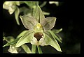 01166-00016-Helleborine, Epipactis helleborine.jpg