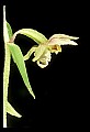 01166-00017-Helleborine, Epipactis helleborine.jpg