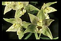 01166-00018-Helleborine, Epipactis helleborine.jpg