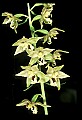 01166-00019-Helleborine, Epipactis helleborine.jpg