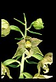 01166-00020-Helleborine, Epipactis helleborine.jpg
