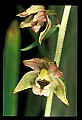 01166-00021-Helleborine, Epipactis helleborine.jpg