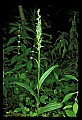 01166-00022-Helleborine, Epipactis helleborine.jpg