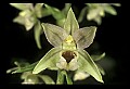01166-00023-Helleborine, Epipactis helleborine.jpg