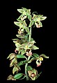 01166-00024-Helleborine, Epipactis helleborine.jpg