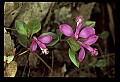 01170-00008-Fringed Polygala, Gaywings, Polygala paucifolia.jpg