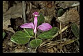 01170-00017-Fringed Polygala, Gaywings, Polygala paucifolia.jpg