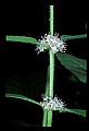 01030-00004-Blue or Purple Flowers-Wild  Mint.jpg