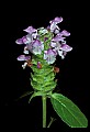 01030-00005-Blue or Purple Flowers.jpg