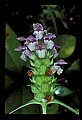 01030-00006-Blue or Purple Flowers-Heal-all or Selfheal.jpg