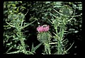 01030-00007-Blue or Purple Flowers-Bull Thistle.jpg