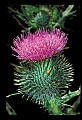 01030-00008-Blue or Purple Flowers-Bull Thistle.jpg