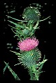 01030-00009-Blue or Purple Flowers-Bull Thistle.jpg