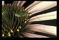01030-00010-Blue or Purple Flowers-Purple Coneflower.jpg