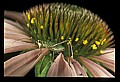 01030-00011-Blue or Purple Flowers-Purple Coneflower.jpg