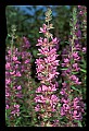 01030-00017-Blue or Purple Flowers-Purple Loosestrife.jpg