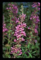 01030-00018-Blue or Purple Flowers-Purple Loosestrife.jpg