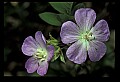 01030-00027-Blue or Purple Flowers-Wild Geranium.jpg
