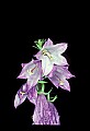 01030-00031-Blue or Purple Flowers-Harebell.jpg