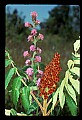 01030-00033-Blue or Purple Flowers-Staghorn Sumac and Rough Blazing Star.jpg
