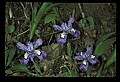 01030-00036-Blue or Purple Flowers-Dwarf Iris.jpg