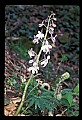 01030-00038-Blue or Purple Flowers-Delphinium.jpg