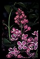 01030-00040-Blue or Purple Flowers-Variagated Lilac.jpg