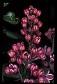 01030-00042-Blue or Purple Flowers-Variagated Lilac.jpg