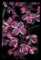 01030-00043-Blue or Purple Flowers-Variagated Lilac.jpg