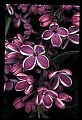 01030-00044-Blue or Purple Flowers-Variagated Lilac.jpg