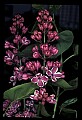 01030-00045-Blue or Purple Flowers-Variagated Lilac.jpg