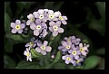 01030-00050-Blue or Purple Flowers-Forget-me-not.jpg