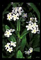 01030-00052-Blue or Purple Flowers-Forget-me-not.jpg