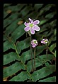 01030-00058-Blue or Purple Flowers-Hepatica.jpg