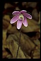 01030-00059-Blue or Purple Flowers-Hepatica.jpg