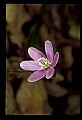 01030-00060-Blue or Purple Flowers-Hepatica.jpg