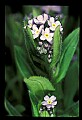 01030-00062-Blue or Purple Flowers-Foreget-me-not.jpg