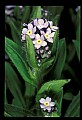 01030-00063-Blue or Purple Flowers-Foreget-me-not.jpg
