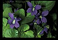 01030-00064-Blue or Purple Flowers-Common Purple Violets.jpg