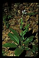01030-00067-Blue or Purple Flowers-Wild Comfrey.jpg