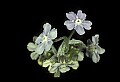 01030-00069-Blue or Purple Flowers-Wild Comfrey.jpg