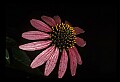 01030-00072-Blue or Purple Flowers-Purple Conflower.jpg