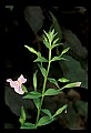 01030-00073-Blue or Purple Flowers-Square Stemmed Monkey flower.jpg