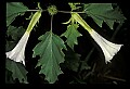01030-00074-Blue or Purple Flowers-Jimsonweed.jpg