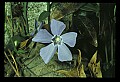 01030-00078-Blue or Purple Flowers-Periwinkle.jpg