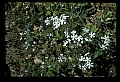 01030-00079-Blue or Purple Flowers-Blue Phlox and Blue-eyed Mary.jpg